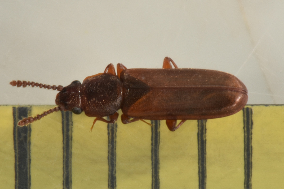 Cucujidae: Pediacus dermestoides